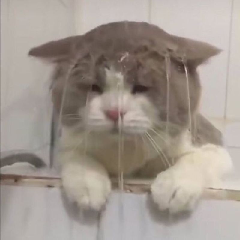 mèo buồn bã meme