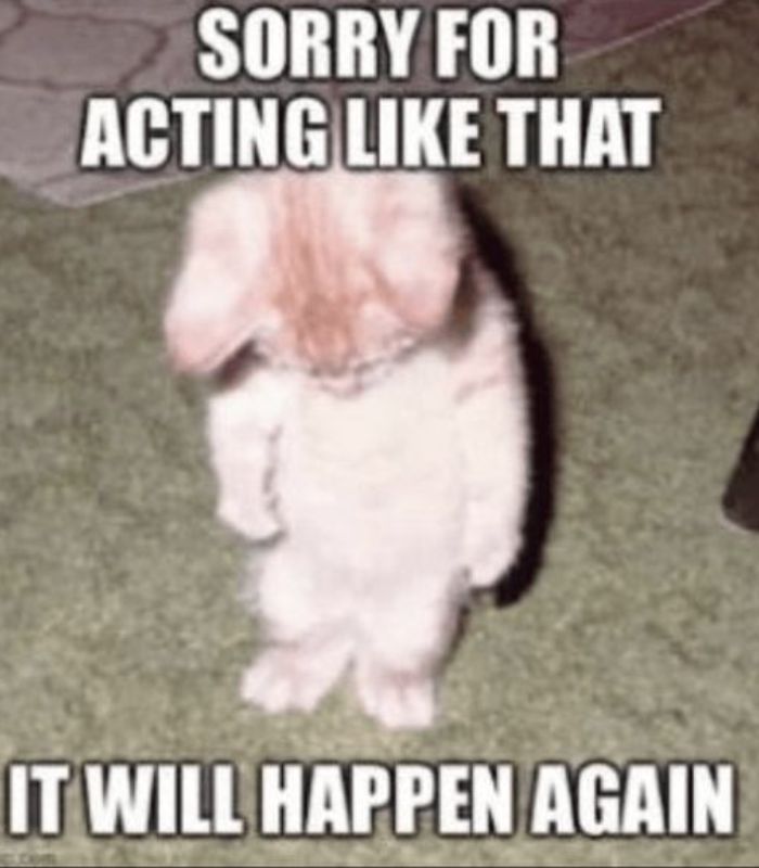 meme mèo xin lỗi