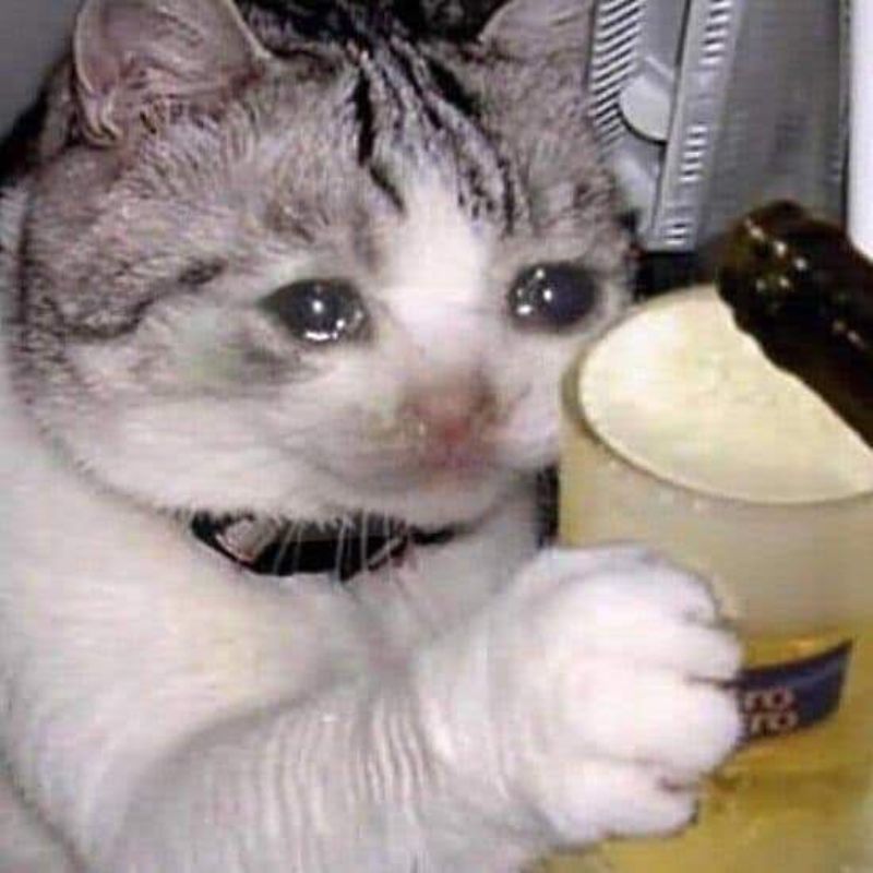 meme mèo uống bia