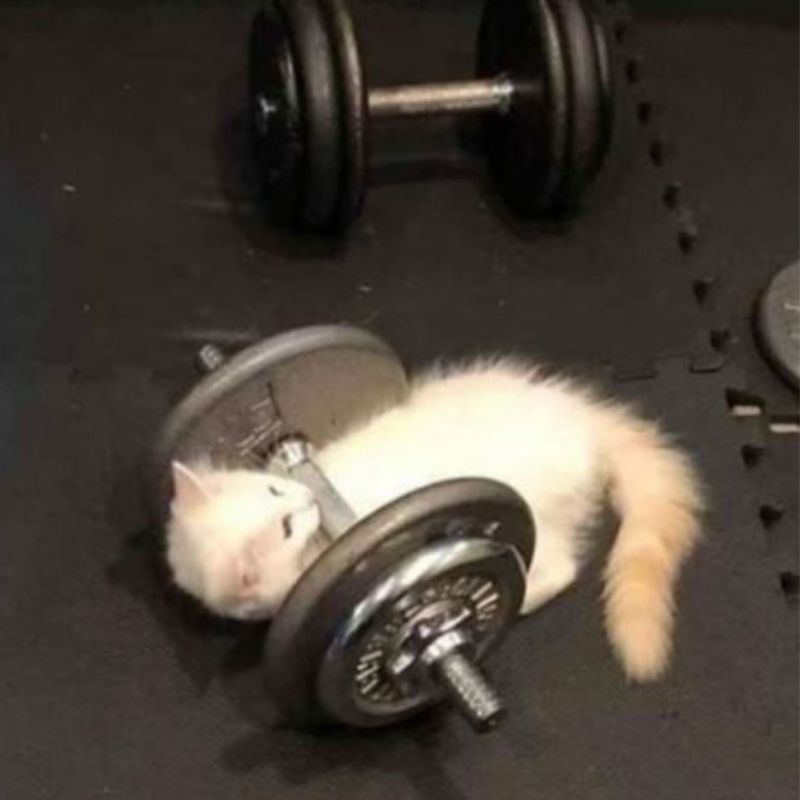 meme mèo tập tạ