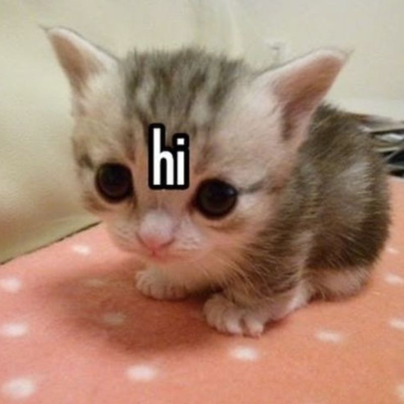 meme mèo say hi