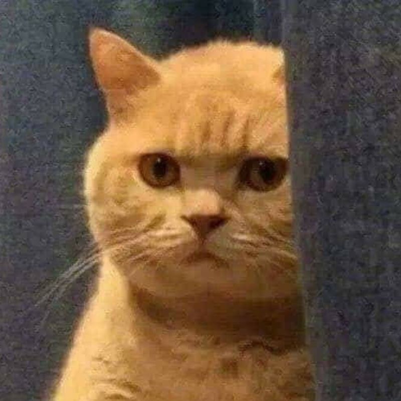 meme mèo nhăn nhó