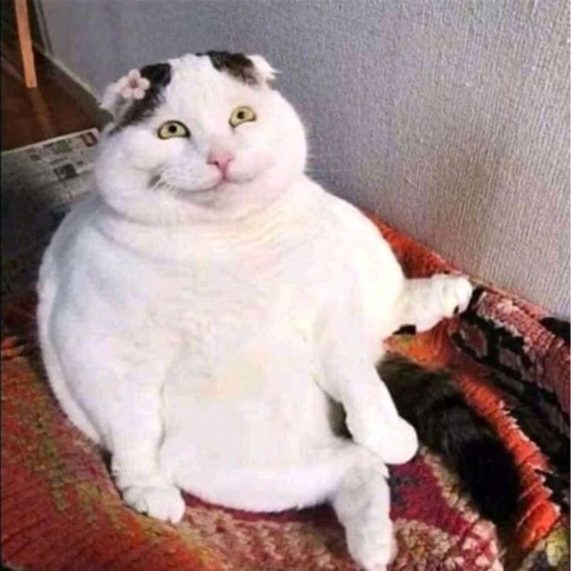 meme mèo cười vui