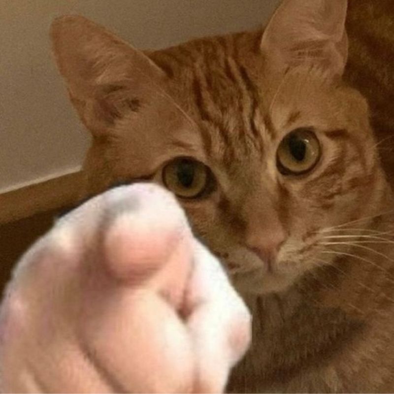 mèo meme bất lực