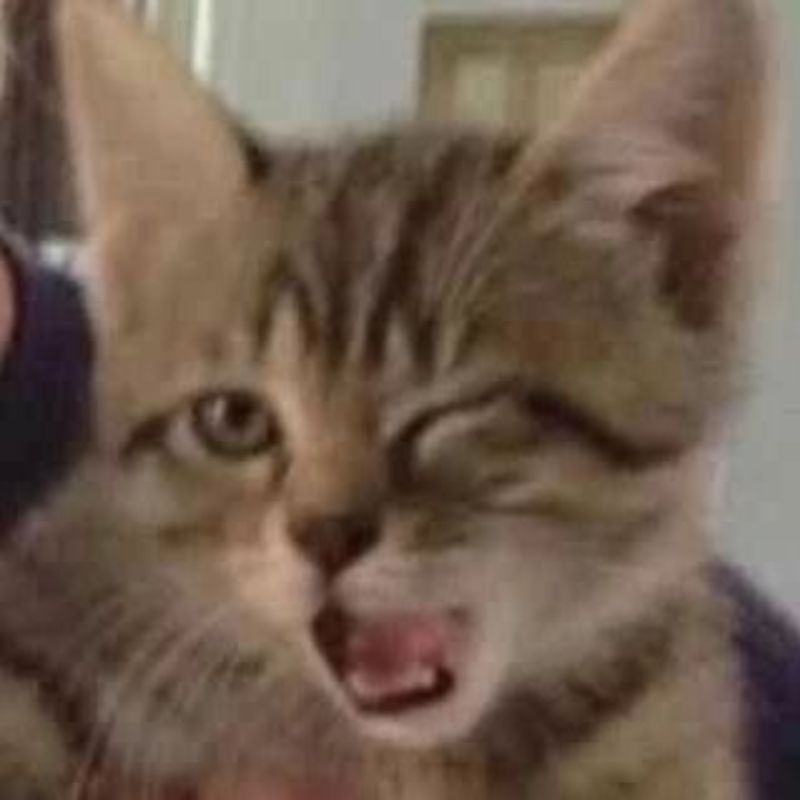 mèo nháy mắt meme