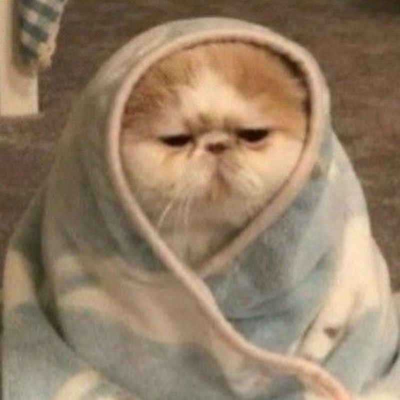 ảnh chế meme mèo bựa