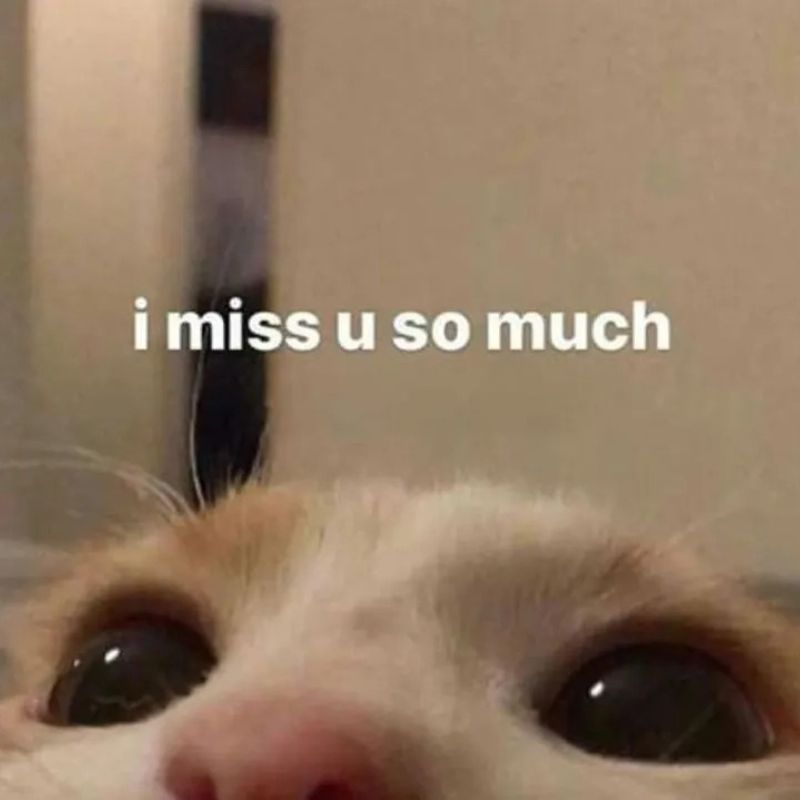 Meme I miss You