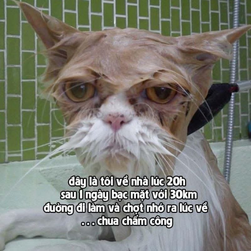 meme quên chấm công