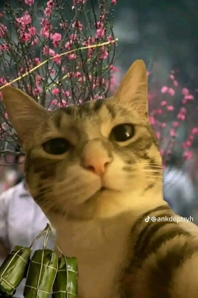 Ảnh meme Tết hài hước khiến cộng đồng mạng thích thú lan truyền