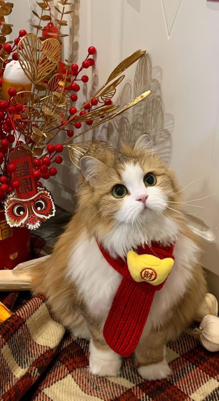 Meme Tết – Ảnh Chế Ngày Tết Lì Xì Họp Mặt Hài Hước 🧧