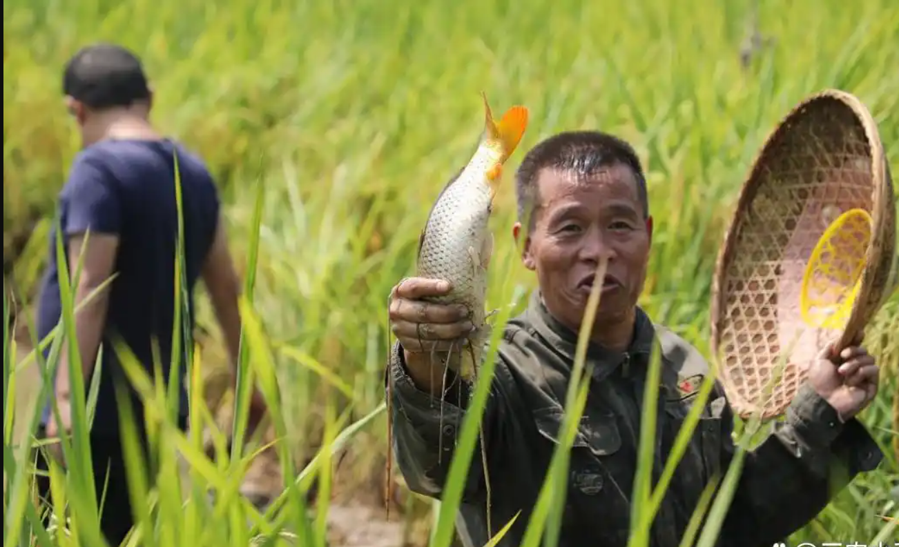 Một thửa ruộng, ba nguồn thu: Cách nông dân Trung Quốc 'xanh hóa' đồng lúa