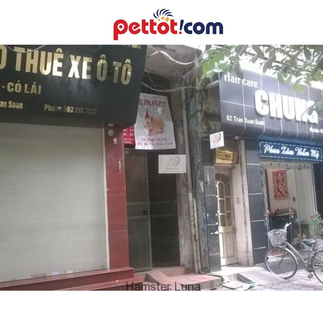 Hamster Luna Shop - Địa chỉ bán chuột hamster uy tín ở Hà Nội