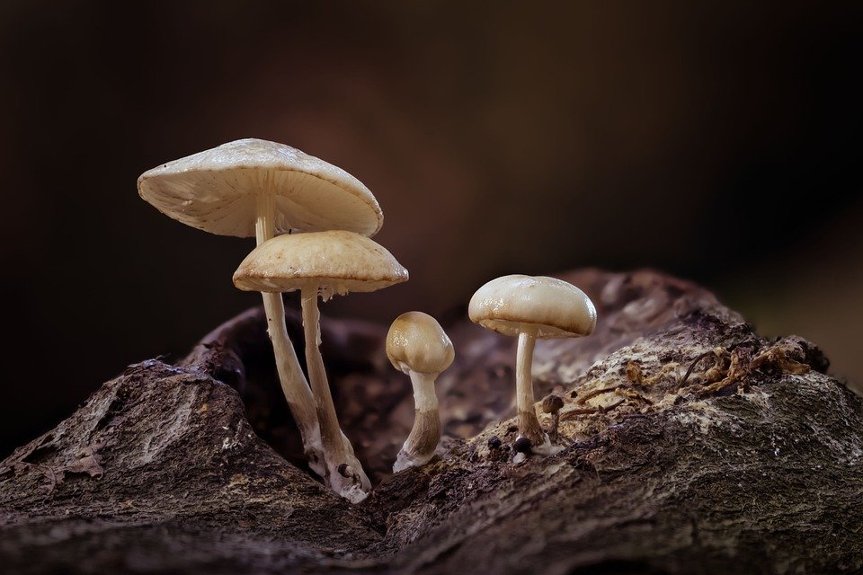 Đa dạng nấm KHTN 6 Cánh Diều</>