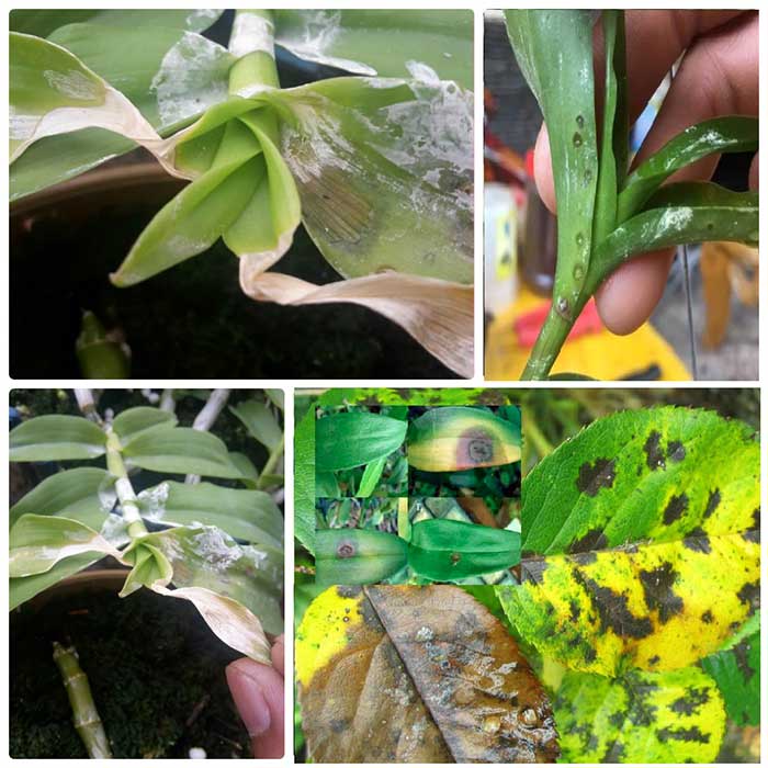 Đa dạng nấm KHTN 6 Cánh Diều</>