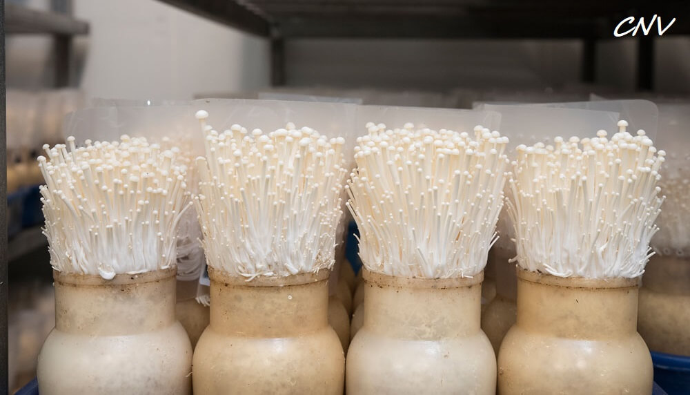 Đa dạng nấm KHTN 6 Cánh Diều</>