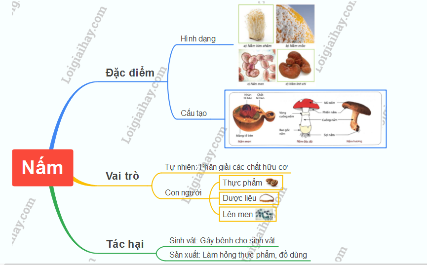 Đa dạng nấm KHTN 6 Cánh Diều</>