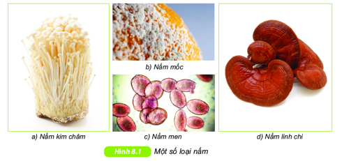 Đa dạng nấm KHTN 6 Cánh Diều
