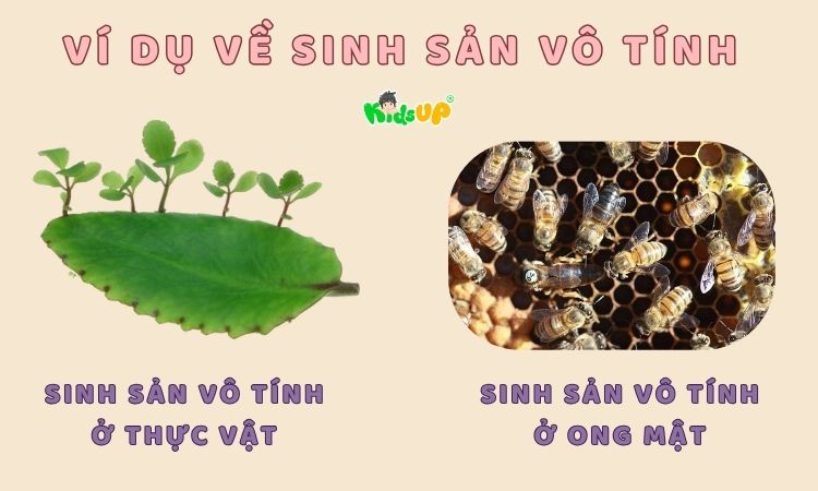 Ví dụ về sinh sản vô tính