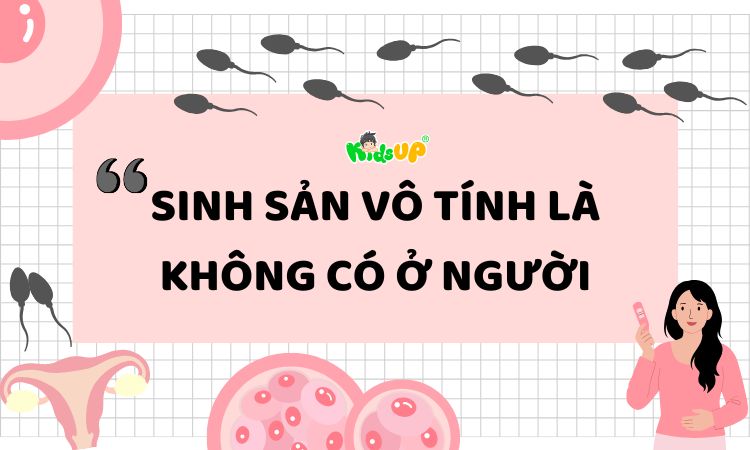 Sinh sản vô tính tự nhiên là không có ở người