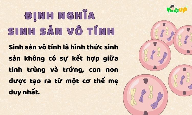 Sinh sản vô tính là gì? Có ví dụ thực tế cho học sinh