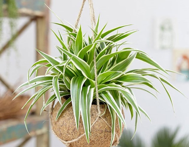 Cây Dây Nhện treo trên không