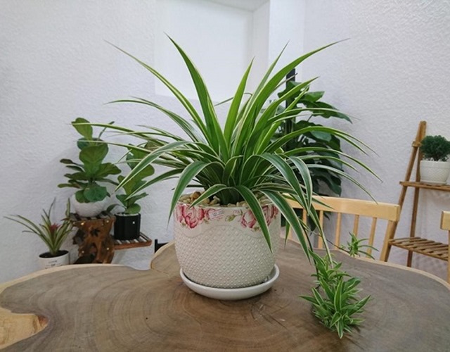 Cây Dây Nhện có tác dụng gì, có mấy loại, đặc điểm và cách trồng - 4