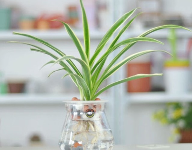 Trồng Cây Dây Nhện thủy sinh