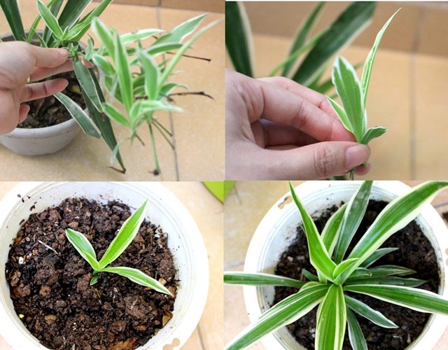 Chọn cây giống và giâm vào đất trồng