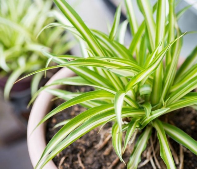 Trồng Cây Dây Nhện trong chậu