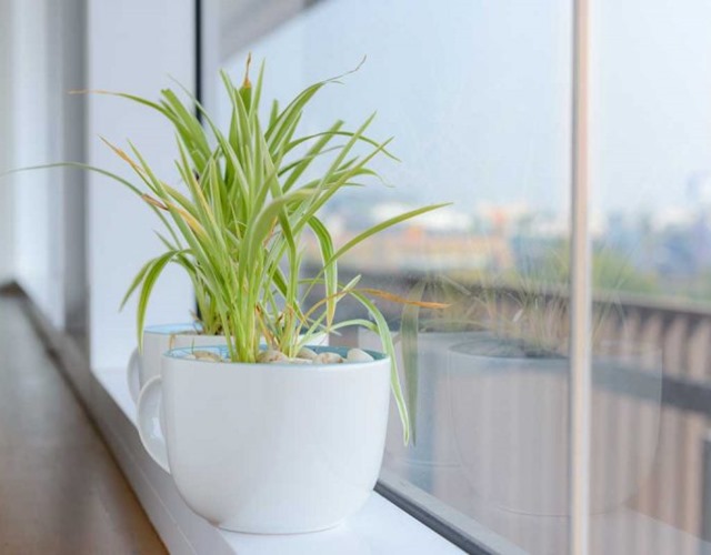 Cây cỏ nhện bị vàng lá