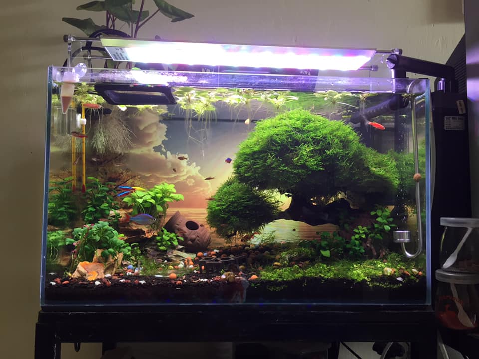 Nuôi cá dưỡng Tâm, nuôi chim dưỡng Chí, nuôi cây dưỡng Thần