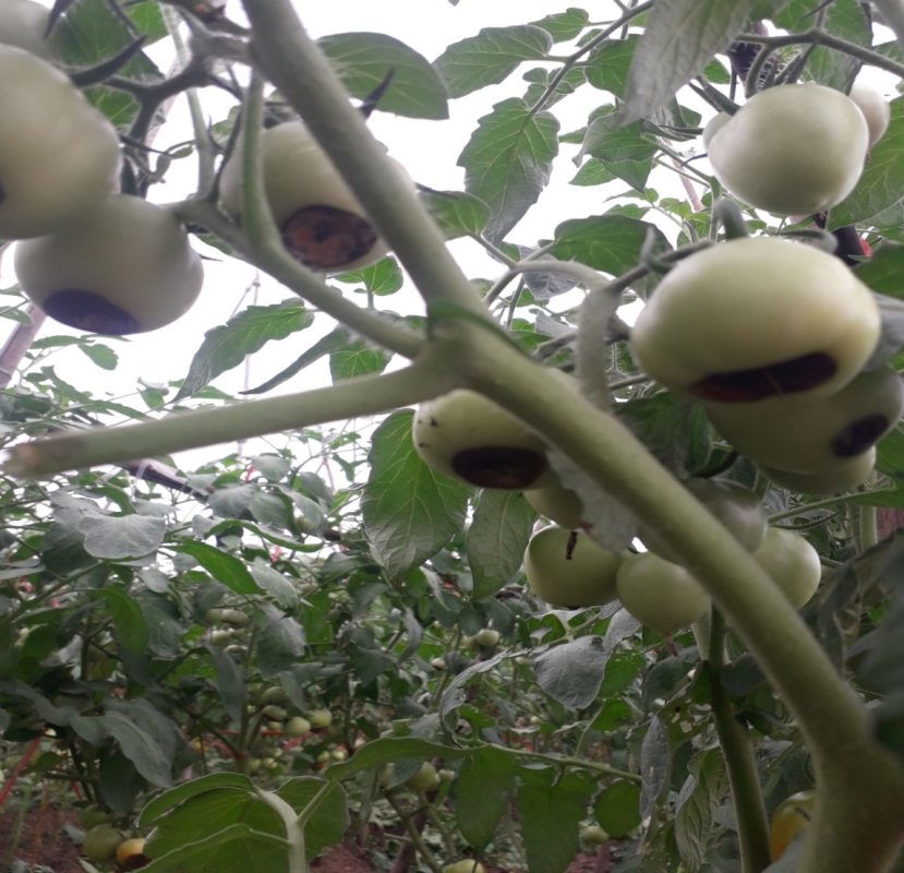 Bệnh thối đỉnh quả cà chua: Nguyên nhân và biện pháp phòng trừ