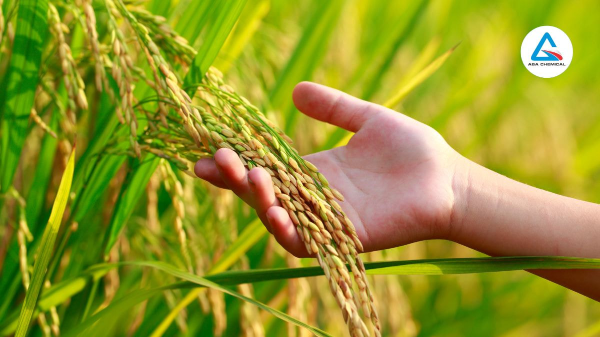 Phân đạm cung cấp nguyên tố Nitơ cho cây trồng như thế nào?