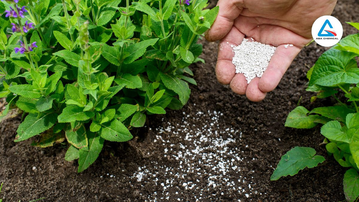 Phân đạm cung cấp nguyên tố Nitơ cho cây trồng như thế nào?