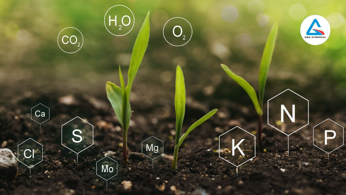 Phân đạm cung cấp nguyên tố Nitơ cho cây trồng như thế nào?