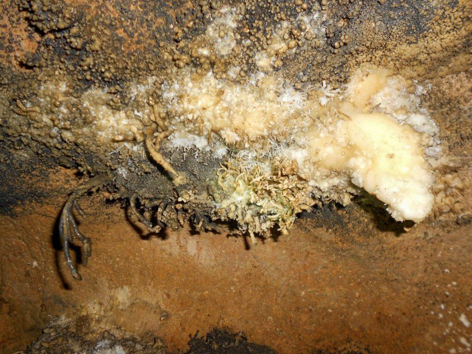 Thạch nhũ helictite như những chiếc rễ cây moc theo nhiều hướng