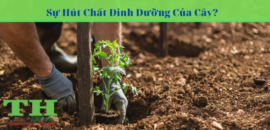 Cây trồng hút chất dinh dưỡng như thế nào? Qua rễ hay qua lá?
