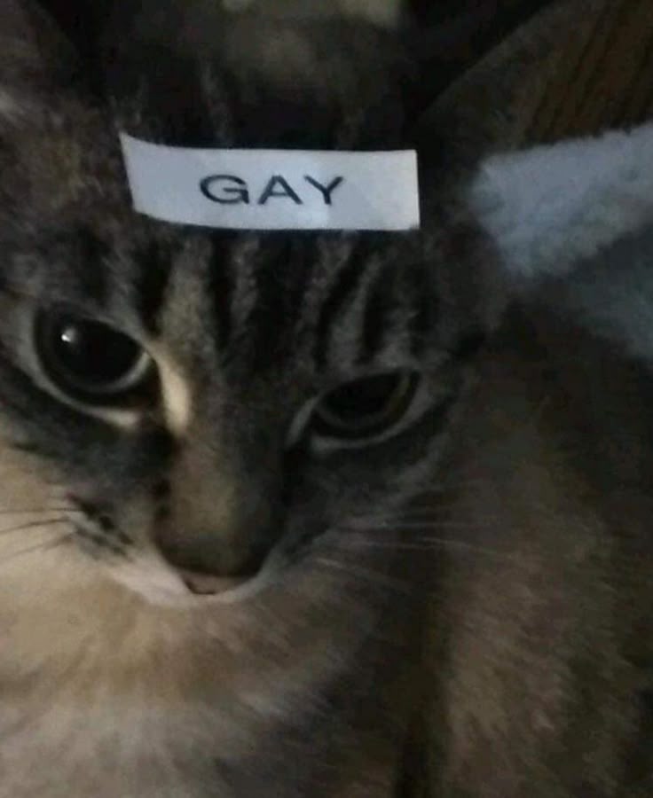 Meme sẽ gầy chế hài nhất