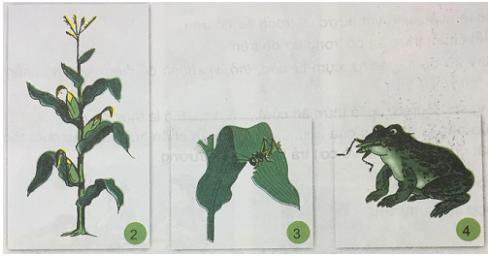 Giải Khoa học lớp 4 VNEN bài 33: Chuỗi thức ăn trong tự nhiên