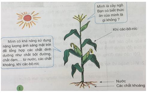 Giải Khoa học lớp 4 VNEN bài 33: Chuỗi thức ăn trong tự nhiên