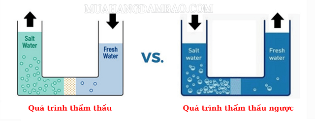 Sự khuếch tán và thẩm thấu của tế bào