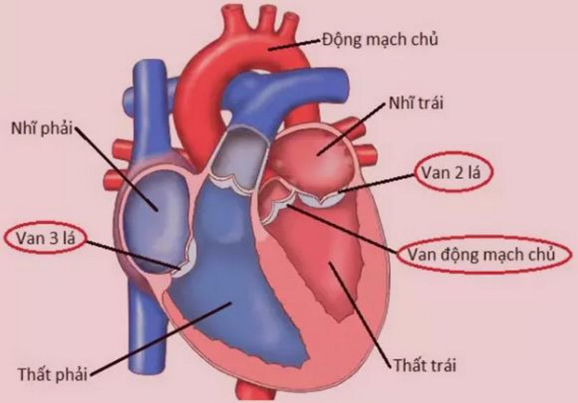 Vì sao trái tim của chúng ta hoạt động suốt đời không mỏi?