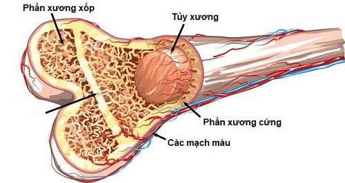 Hiểu biết cơ bản về hệ xương