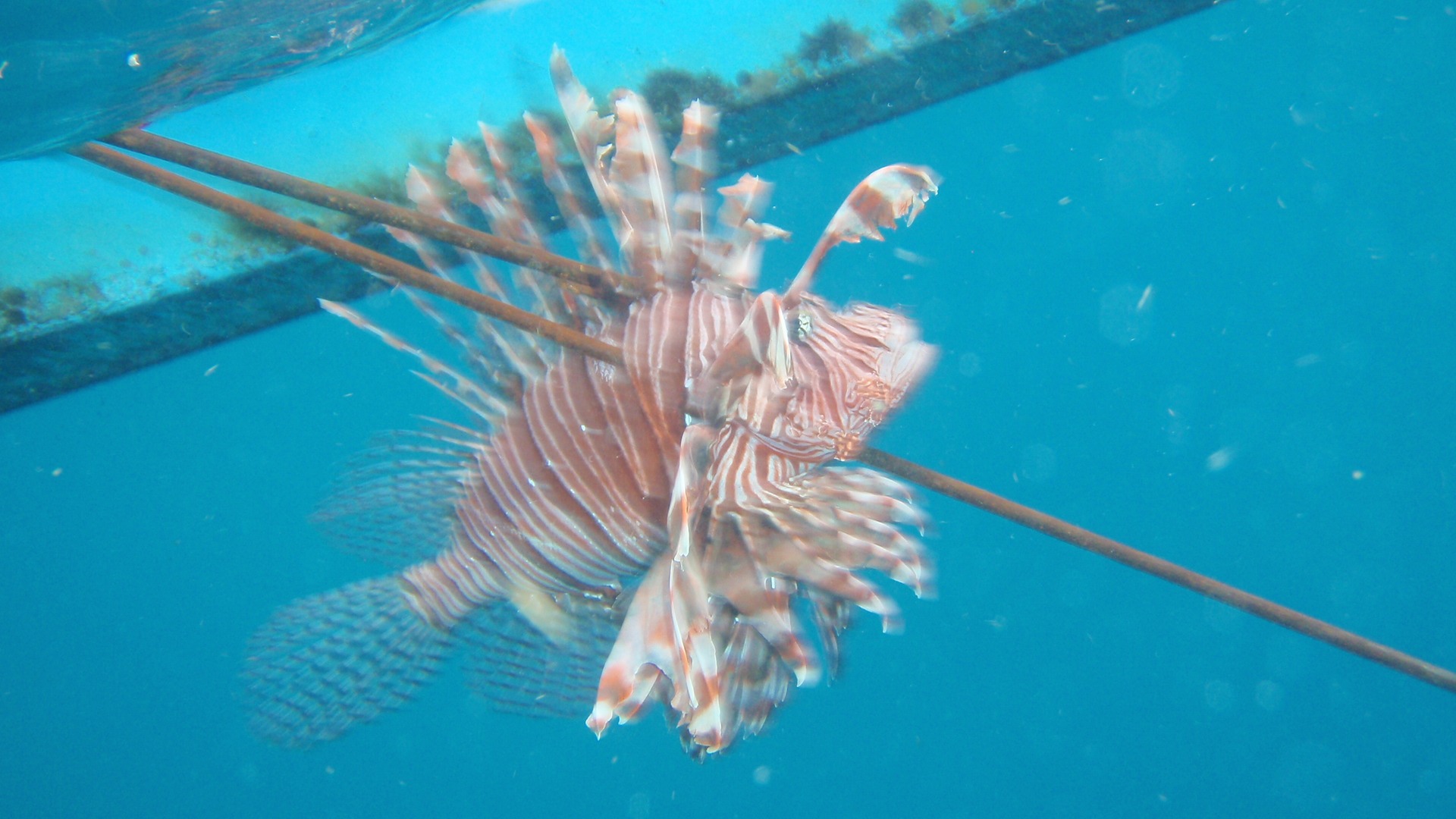 I steal one last lionfishy bite as we wait for the bus