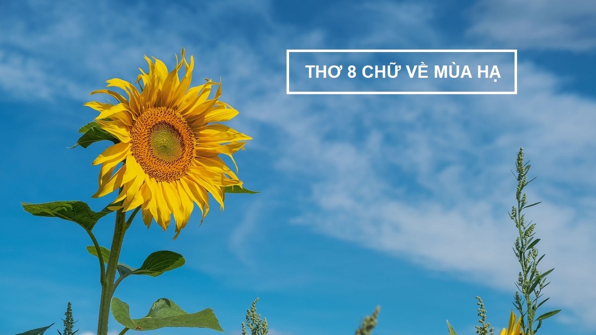 Các bài thơ 8 chữ hay về mùa hạ
