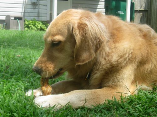 Honey the golden retriever chews a bully stick.