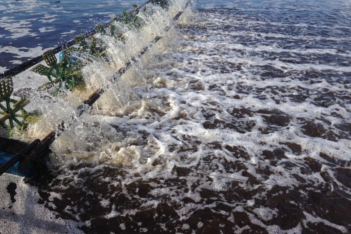 Tảo khuê trong ao nuôi làm cho nước có màu vàng nâu hay vàng đục