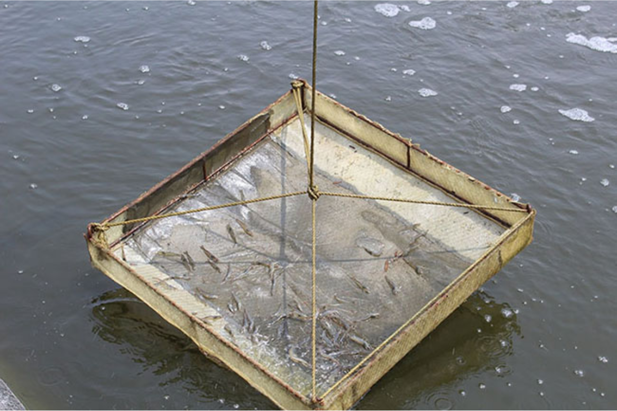 Sử dụng sàng ăn để biết được lượng thức ăn và tình trạng tôm