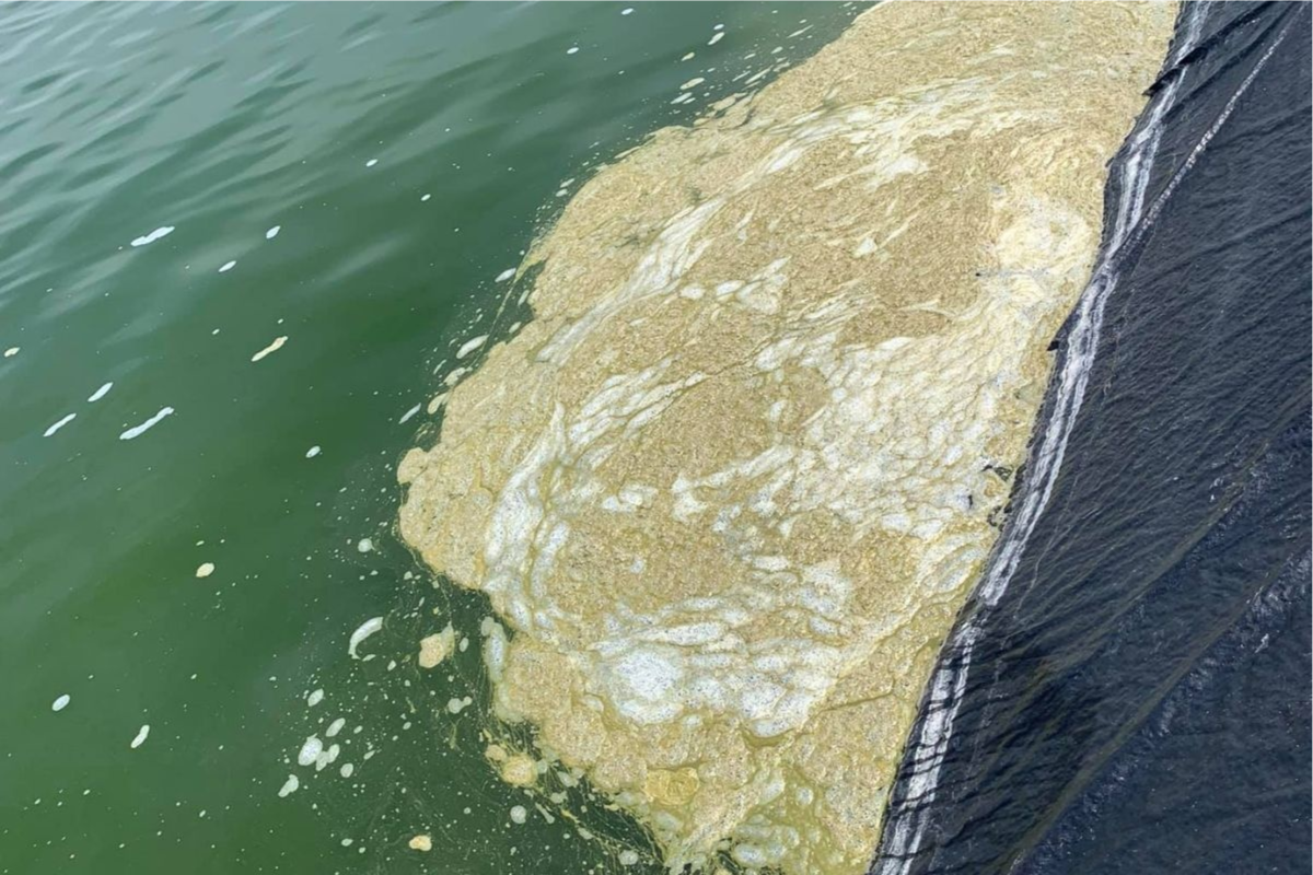 Quản lý thực vật phù du trong ao nuôi: Từ cân bằng sinh thái đến hiệu quả kinh tế