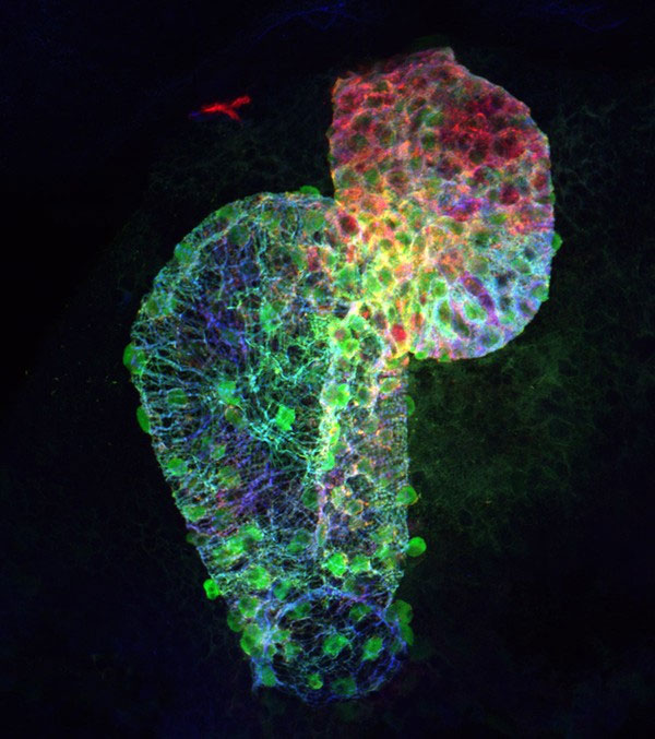 6 loài động vật sở hữu trái tim "kì quặc" nhất quả đất